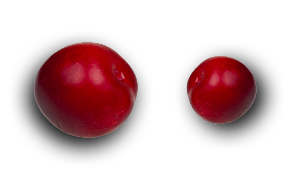 different sized plums
