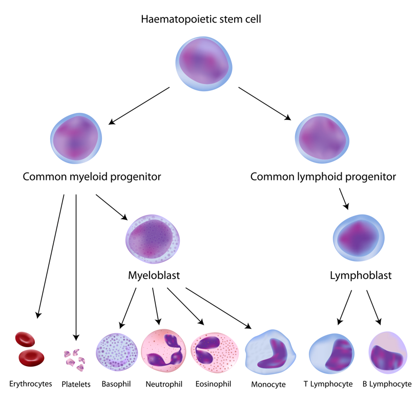 haematopoietic stem cell heirachy