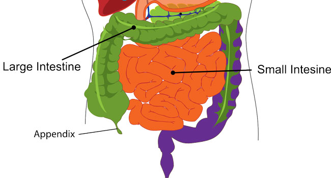 digestion-303364-copy