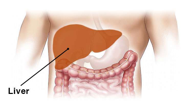 liver